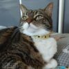 Collare cane Snug and Fit,  DEW, Vera Pelle, Made in Italy, borchie pietra nera e strass - immagine 4