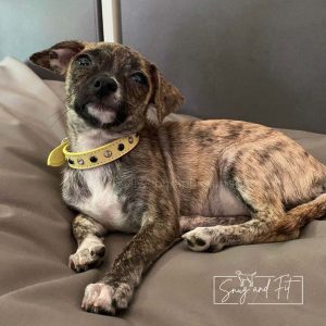collare chihuahua in vera pelle