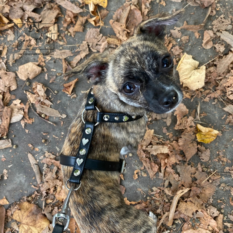 Pettorina cane ad H in vera pelle con borchie cuore - immagine 4
