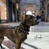 accessori lusso cani
