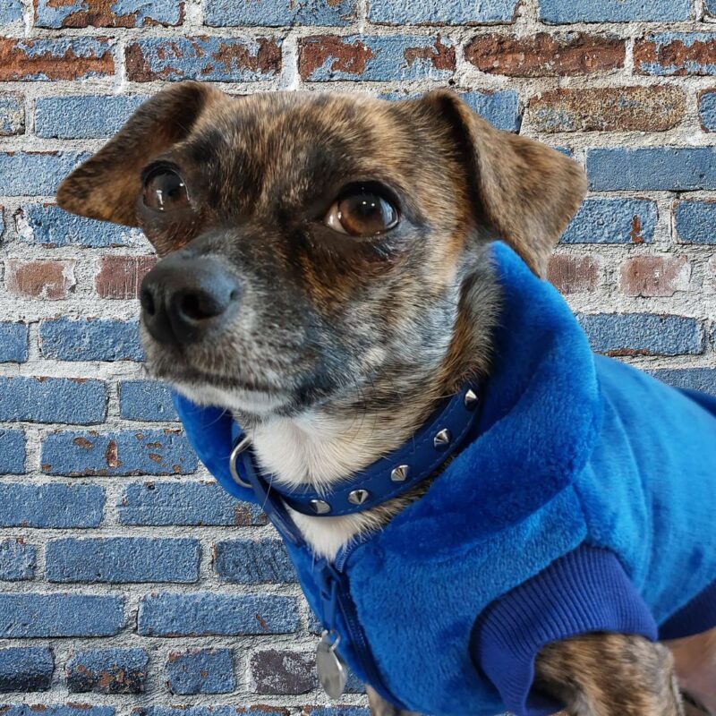 Cappottino per cani Snug&Fit in morbida pelliccetta e interno pile - BLU - Limited Edition - immagine 4