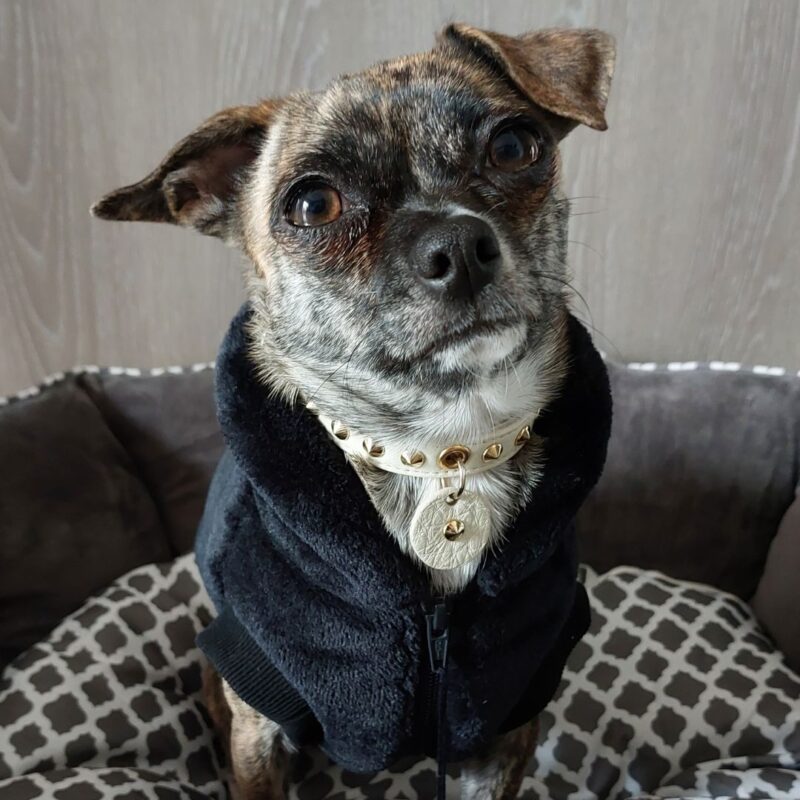 Cappottino per cani Snug&Fit in morbida pelliccetta e interno pile - NERO - Limited Edition - immagine 4