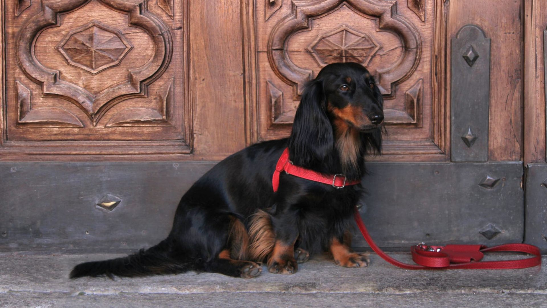 custom-made dog harnesses
