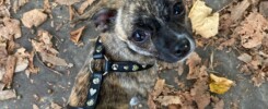 pettorina o collare per chihuahua
