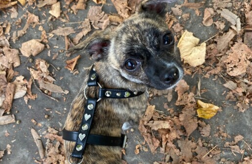 pettorina o collare per chihuahua