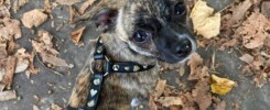 pettorina o collare per chihuahua