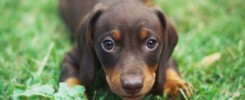 cucciolo bassotto quale collare usare
