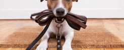 accessori cani e gatti in vera pelle